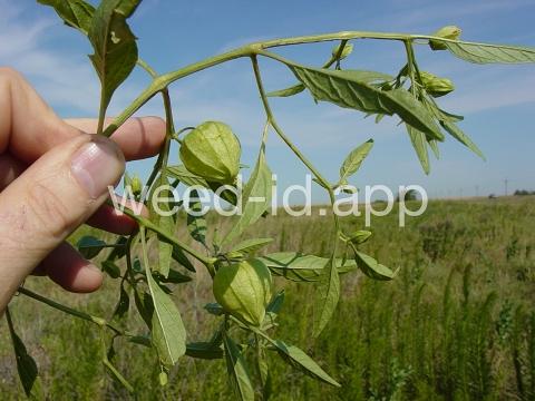 groundcherry, longleaf